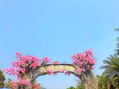 -天适樱花悠乐园