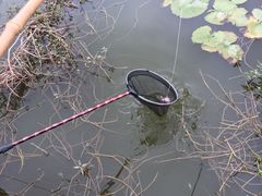 -同銮特种养殖场·龙虾垂钓