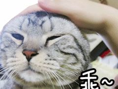 -较场口火锅(九街店)