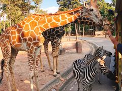 -清迈夜间动物园