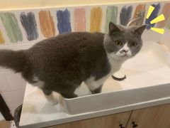 -滚猫咖啡·猫咖·猫友好撸猫(未来城店)