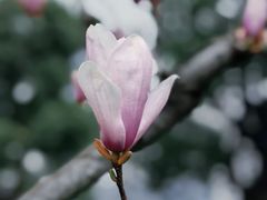 -陆家嘴中心绿地