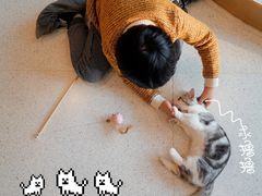 -飞行喵MR PILOT|猫舍·猫咖(静安大融城店)