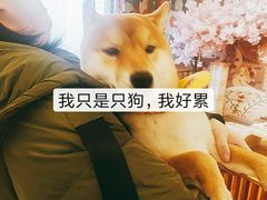 -豆柴町-柴犬主题狗咖(红鼎国际C座店)