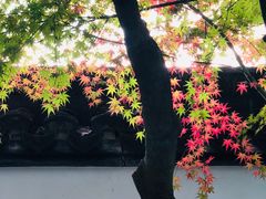 -上海醉白池公园