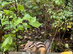 -五营红松林海景区