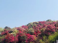 -贵州百里杜鹃风景名胜区