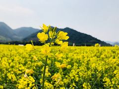 -新建村梅花