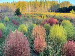 -野鸭湖国家湿地公园