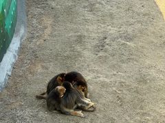 -西霞口神雕山野生动物世界