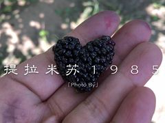 -御林古桑园
