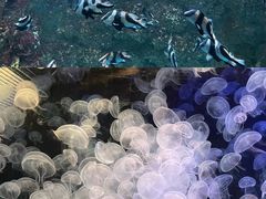 -海合安青岛极地海洋公园