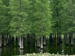 -白鹭湾湿地公园