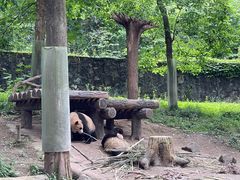 -都江堰中华大熊猫苑