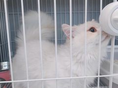 -翊宠yipet猫狗购宠庄园犬舍•猫舍