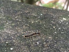 -花岩国家森林公园