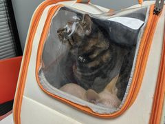 -伟伟宠物医院·CT影像中心·瑞派犬猫综合性门诊(汉口总院)