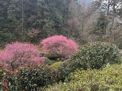 -桃花岭景区