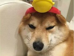-维尔纳斯·生日蛋糕动物奶油冰淇淋蛋糕(人大店)