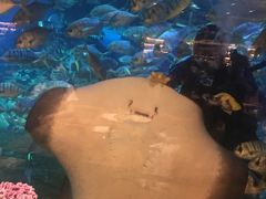 -海棠湾洲际-涛·海底餐厅·美人鱼·自助餐·海底隧道