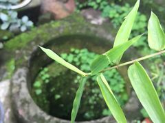-恺庐茶园(宽窄巷子景区店)