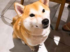 -柴务处·柴犬主题狗咖