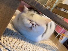 -Cappucimeow猫咪咖啡馆(韦伯时代店)