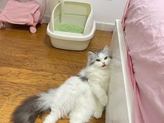 -猫大福·Fortune Cat猫舍(百子湾店)