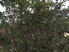 -人民公园(罗湖区)