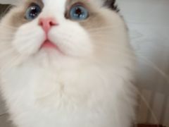 -东方名猫馆·英短金渐层布偶猫舍(环线广场1号楼店)