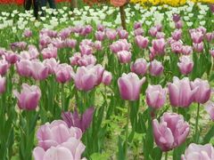 -洛阳郁金香牡丹园
