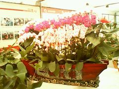 android_upload_pic-西部兰花园生态园