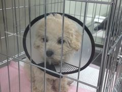 -康乐宝动物医院