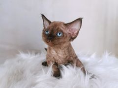 -70cat德文卷毛猫·缅因猫纯种猫舍
