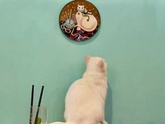 -猫小院猫主题餐厅(三里屯店)