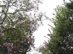 -武汉紫薇都市田园