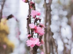 -重庆彩云湖湿地公园