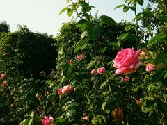 -人民公园(罗湖区)