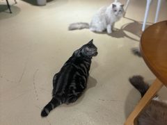 -藏猫猫咖啡主题馆(中央大道店)