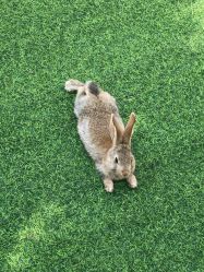 -萌宠亲子动物乐园(槐房万达店)