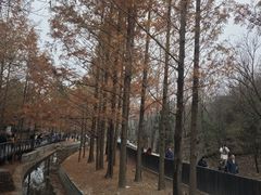 -白水寺森林公园