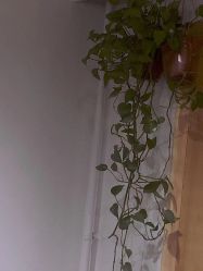 点击看大图 -新龙门刺青·纹身