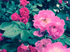 iphone_upload_pic-北戴河集发农业梦想王国