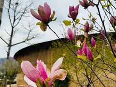 -福建土楼（华安）旅游区•大地土楼群