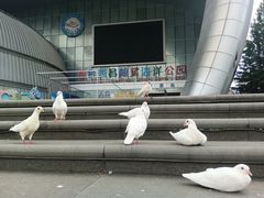 -烟台海昌鲸鲨海洋公园