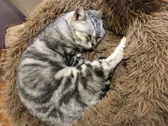 -猫小院猫主题咖啡厅(北锣店)