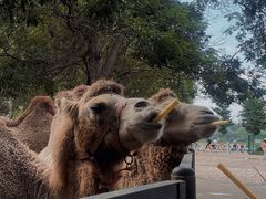 -长白岛森林公园