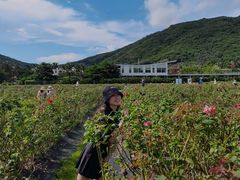 -亚龙湾国际玫瑰谷