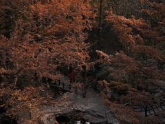 -国家植物园