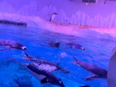 -暹罗海洋世界